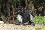 PETIT CHIEN LION 282